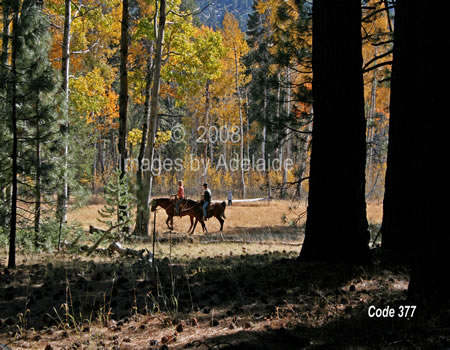 Horseback Riding Bell Meadow